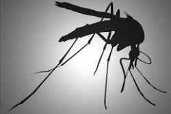 Spain reports first European case of Zika-infected pregnant woman Spain reports first European case of Zika-infected pregnant woman