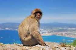 Spain would raise Gibraltar ‘the day after Brexit’ – Margallo Spain would raise Gibraltar ‘the day after Brexit’ – Margallo