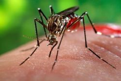 Spain records first case of sexually transmitted Zika virus