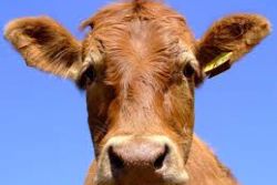 The cost of Milk shown to vary 87pct across Spain The cost of Milk shown to vary 87pct across Spain
