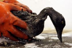  Spain court clears captain & crew in Prestige oil spill