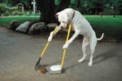 Spain Employs First Dog Poo Detective