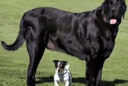Dangerous Dogs in Spain Dangerous Dogs in Spain