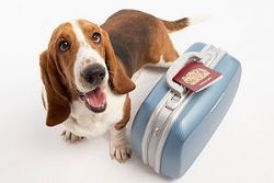 Taking Your Dog From Spain to the UK Taking Your Dog From Spain to the UK