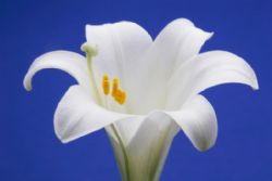 Bereavement & Funerals in Spain Bereavement & Funerals in Spain