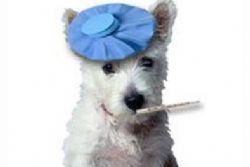 Do I Need Medical Insurance for my Dog ? Do I Need Medical Insurance for my Dog ?