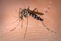 Mosquito Virus Detected In Spain Mosquito Virus Detected In Spain