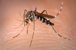 Mosquito Virus Detected In Spain