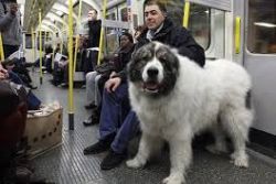 Hundreds of dogs run through Spanish capital Hundreds of dogs run through Spanish capital