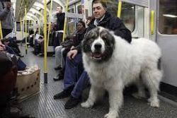  Hundreds of dogs run through Spanish capital