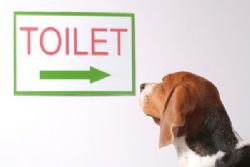 Catalonia to identify Dog-poopers though DNA Catalonia to identify Dog-poopers though DNA