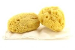 Manresa to Debate Use of Sea Sponges instead of Tampons Manresa to Debate Use of Sea Sponges instead of Tampons