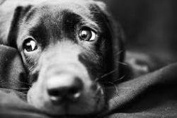 Jail sentence for refuge owner who put down “thousands” of animals Jail sentence for refuge owner who put down “thousands” of animals