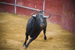 Bull injures  spectators at event