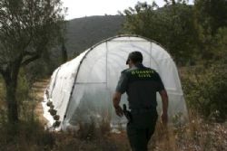 Brit Arrested In Europe's Biggest Marijuana Plantation Find