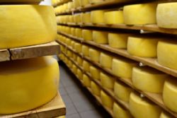 Portuguese Cheese Listeria Health Alert