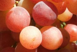 Lucky new year's eve grapes to be donated to the needy this Christmas