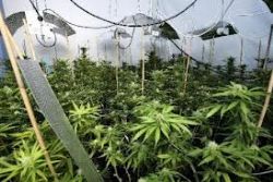 21 Drug Suspects Detained in Malaga Bust 21 Drug Suspects Detained in Malaga Bust
