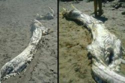 Mysterious Animal Appears on Almeria Beach