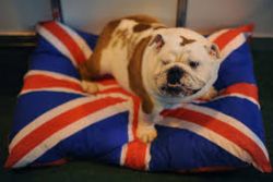 Pets 'can influence decision to move abroad' Pets 'can influence decision to move abroad'