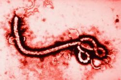 Spain Ebola Priest Dies Spain Ebola Priest Dies