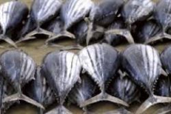 Spain Approves Grant for Register Against Illegal Fishing Spain Approves Grant for Register Against Illegal Fishing